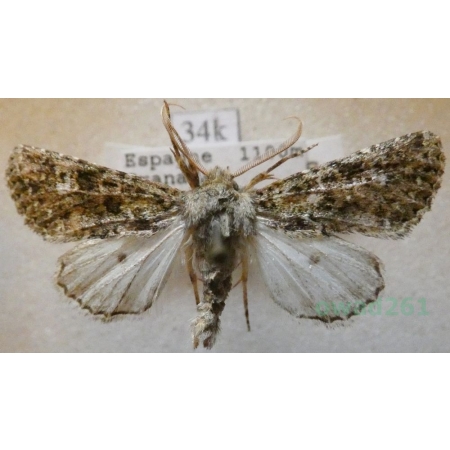 Polymixis lichenea (Hübner, 1813) Spain34k